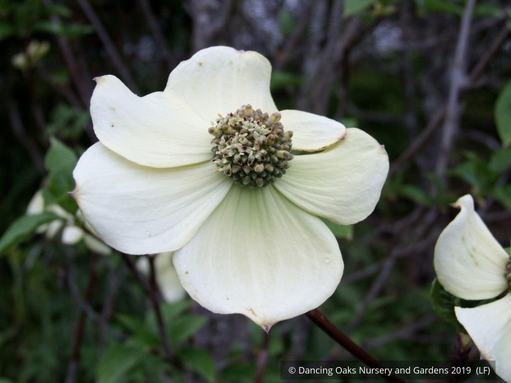 Trees ~ Cornus nuttallii 'Colrigo Giant', Western Dogwood ~ Dancing Oaks Nursery and Gardens ~ Retail Nursery ~ Mail Order Nursery