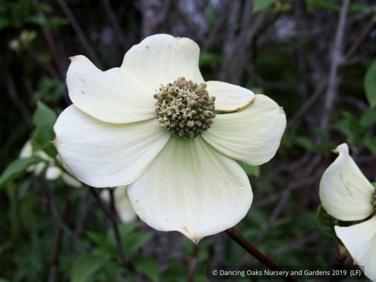 Trees ~ Cornus nuttallii 'Colrigo Giant', Western Dogwood ~ Dancing Oaks Nursery and Gardens ~ Retail Nursery ~ Mail Order Nursery