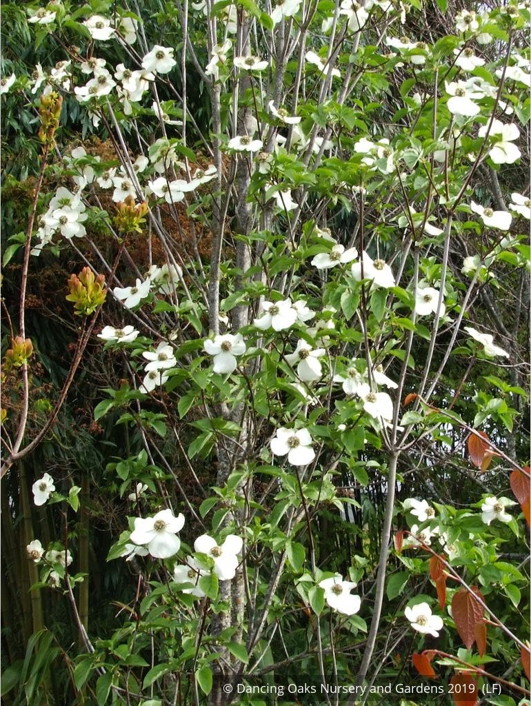 Trees ~ Cornus nuttallii 'Colrigo Giant', Western Dogwood ~ Dancing Oaks Nursery and Gardens ~ Retail Nursery ~ Mail Order Nursery