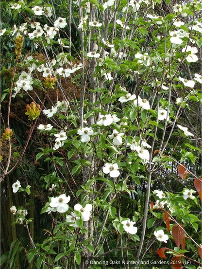 Trees ~ Cornus nuttallii 'Colrigo Giant', Western Dogwood ~ Dancing Oaks Nursery and Gardens ~ Retail Nursery ~ Mail Order Nursery