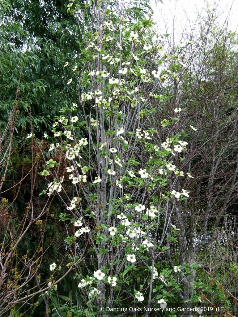 Trees ~ Cornus nuttallii 'Colrigo Giant', Western Dogwood ~ Dancing Oaks Nursery and Gardens ~ Retail Nursery ~ Mail Order Nursery