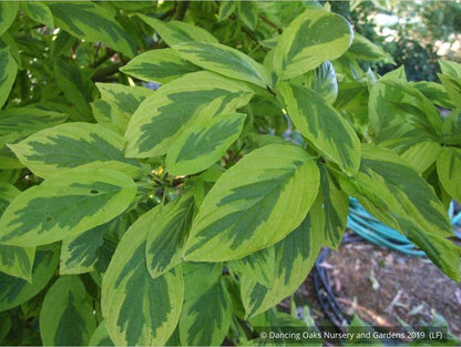 Shrubs ~ Cornus sericea 'Hedgerows Gold', Variegated Red Twig Dogwood ~ Dancing Oaks Nursery and Gardens ~ Retail Nursery ~ Mail Order Nursery