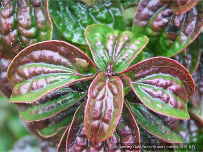 Shrubs ~ Cornus sanguinea 'Compressa', Siberian Dogwood ~ Dancing Oaks Nursery and Gardens ~ Retail Nursery ~ Mail Order Nursery