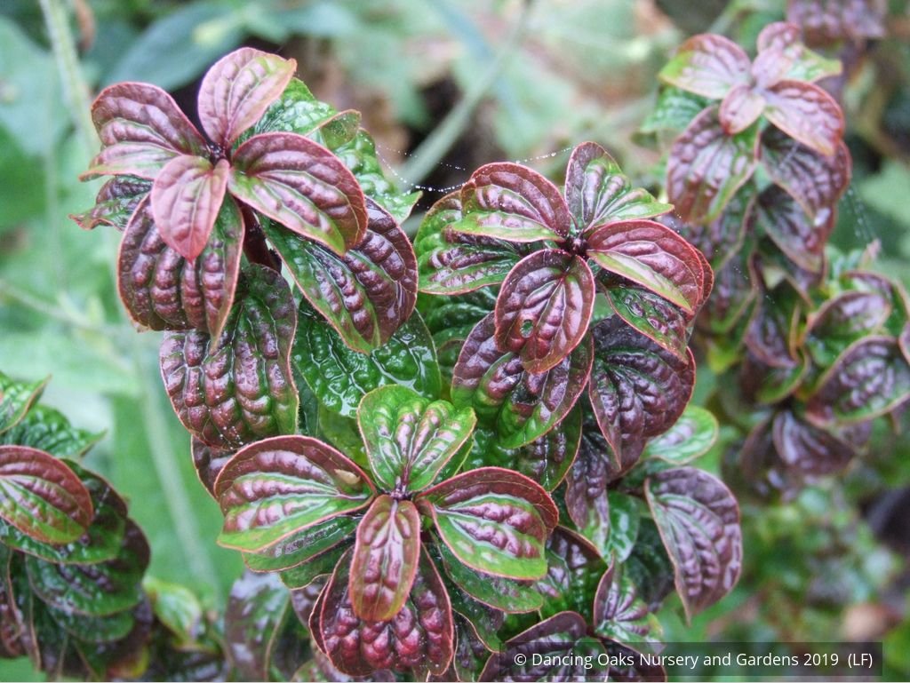 Shrubs ~ Cornus sanguinea 'Compressa', Siberian Dogwood ~ Dancing Oaks Nursery and Gardens ~ Retail Nursery ~ Mail Order Nursery