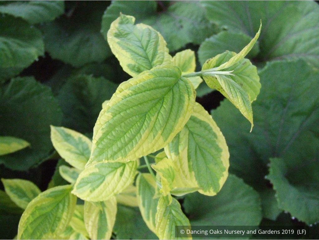 Shrubs ~ Cornus sericea 'Hedgerows Gold', Variegated Red Twig Dogwood ~ Dancing Oaks Nursery and Gardens ~ Retail Nursery ~ Mail Order Nursery