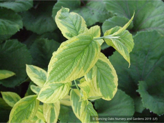 Shrubs ~ Cornus sericea 'Hedgerows Gold', Variegated Red Twig Dogwood ~ Dancing Oaks Nursery and Gardens ~ Retail Nursery ~ Mail Order Nursery
