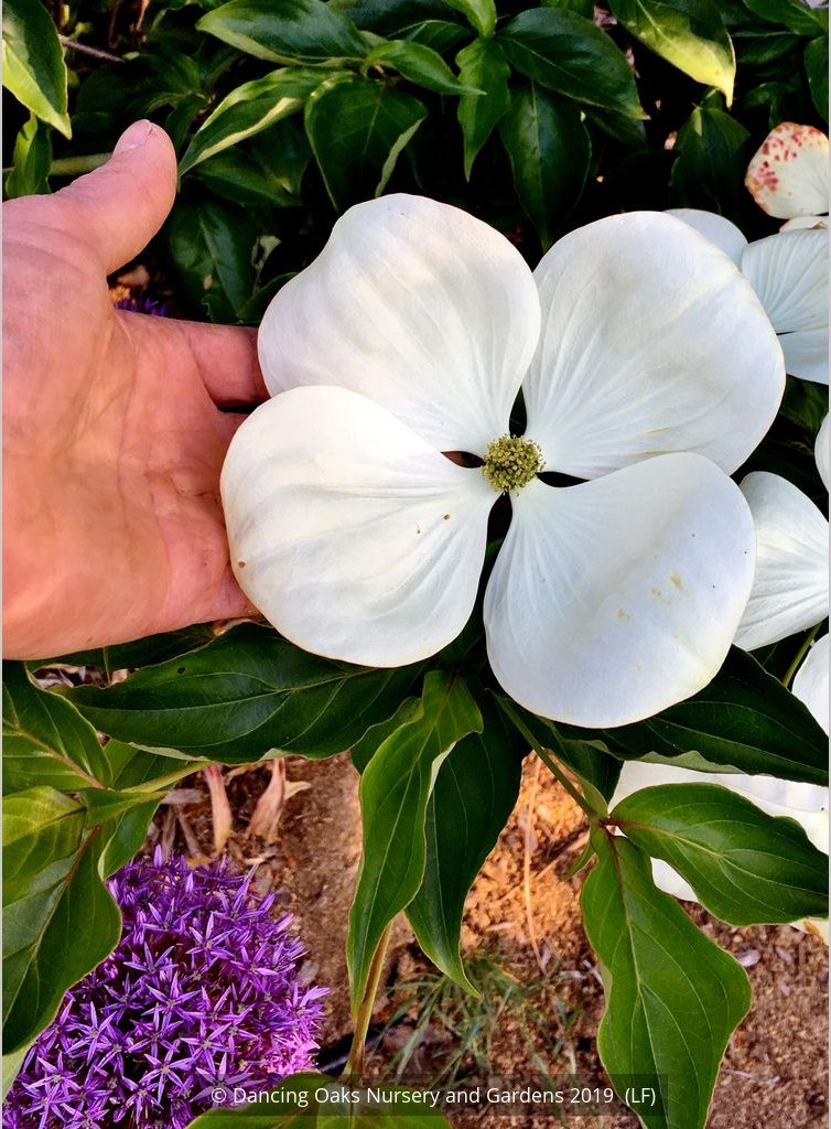 Trees ~ Cornus x Venus®, Venus Dogwood ~ Dancing Oaks Nursery and Gardens ~ Retail Nursery ~ Mail Order Nursery
