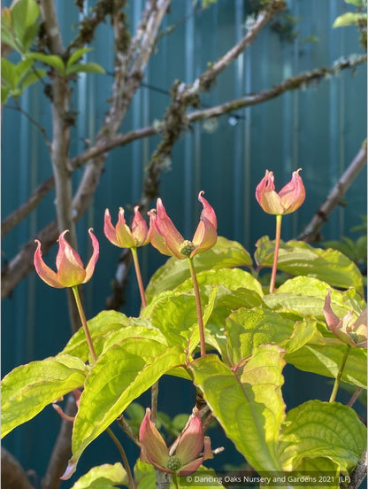 Trees ~ Cornus x Rosy Teacups® PP 26,211, Rosy Teacups Dogwood ~ Dancing Oaks Nursery and Gardens ~ Retail Nursery ~ Mail Order Nursery