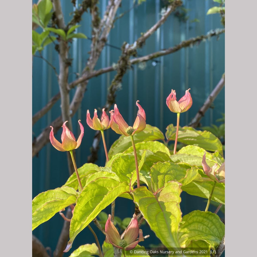 Cornus x Rosy Teacups® PP26211, Rosy Teacups Dogwood Dancing Oaks