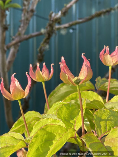 Trees ~ Cornus x Rosy Teacups® PP 26,211, Rosy Teacups Dogwood ~ Dancing Oaks Nursery and Gardens ~ Retail Nursery ~ Mail Order Nursery