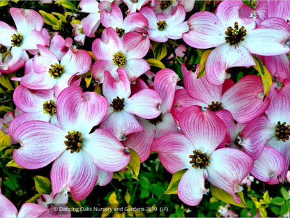 Trees ~ Cornus florida 'Cherokee Sunset', Variegated Dogwood ~ Dancing Oaks Nursery and Gardens ~ Retail Nursery ~ Mail Order Nursery
