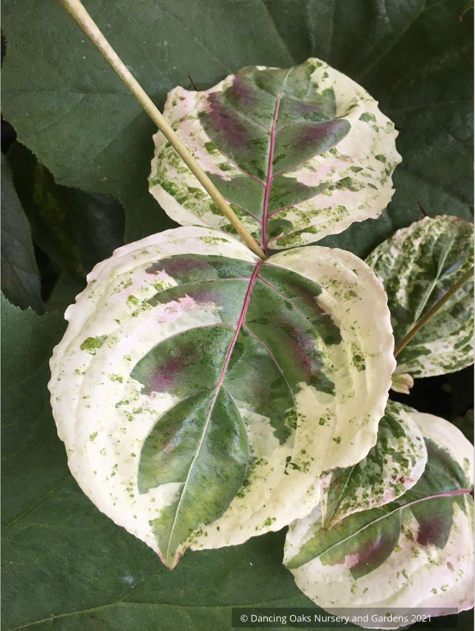 Cornus kousa 'Akatsuki', Dwarf Kousa Dogwood, No shipping FL