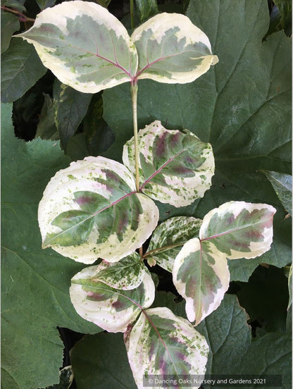 Cornus kousa 'Akatsuki', Dwarf Kousa Dogwood, No shipping FL