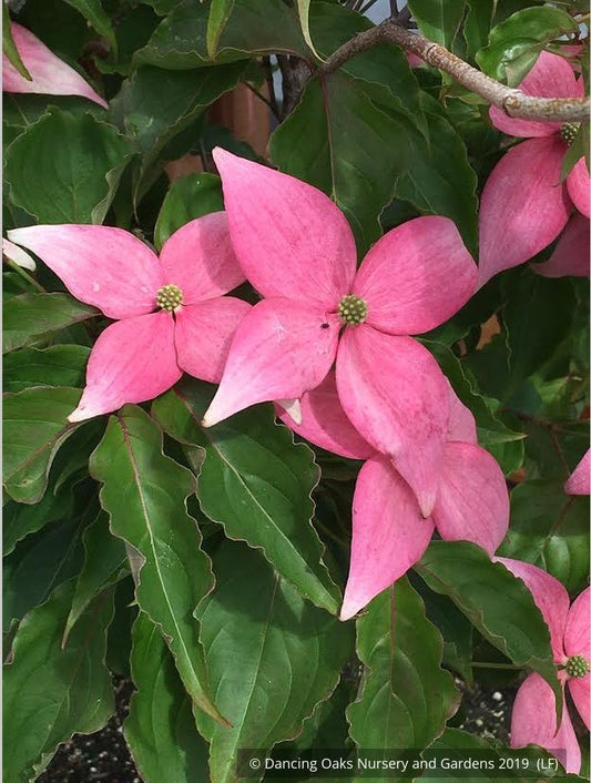 Trees ~ Cornus kousa Scarlet Fire® 'Rutpink', Scarlet Fire Dogwood ~ Dancing Oaks Nursery and Gardens ~ Retail Nursery ~ Mail Order Nursery
