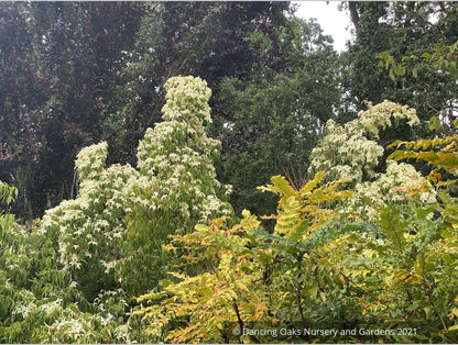 Cornus kousa 'Snowy Peak', Snowy Peak Dogwood, No shipping FL
