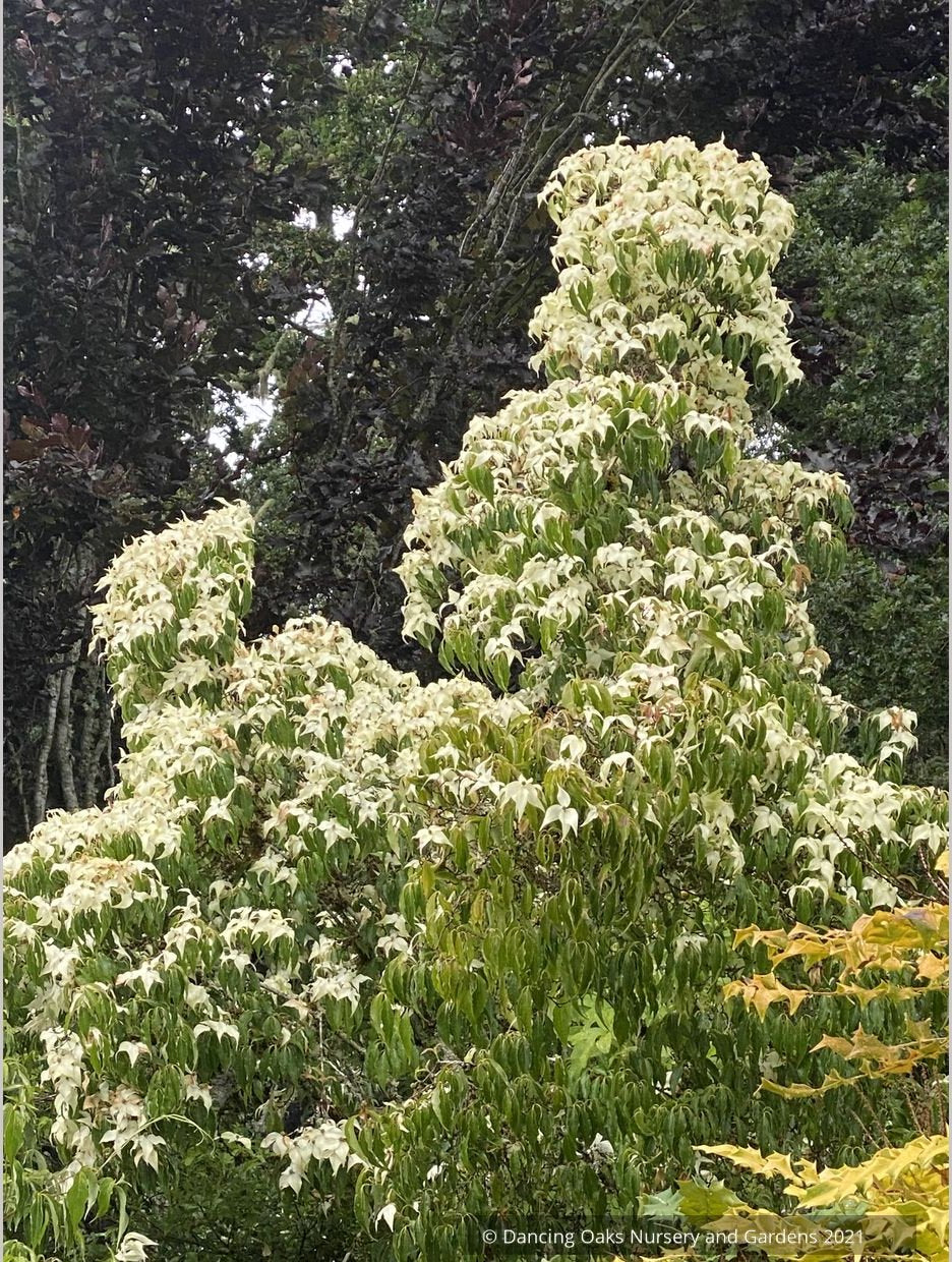 Cornus kousa 'Snowy Peak', Snowy Peak Dogwood, No shipping FL