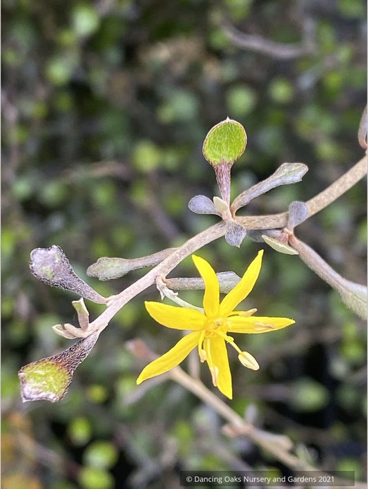 Corokia cotoneaster, Wire Netting Bush