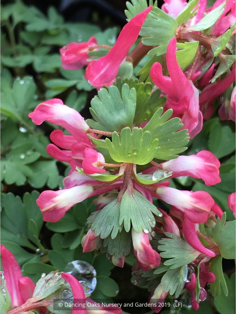 Bulbs & Tubers ~ Corydalis solida 'Beth Evans', Fumewort ~ Dancing Oaks Nursery and Gardens ~ Retail Nursery ~ Mail Order Nursery