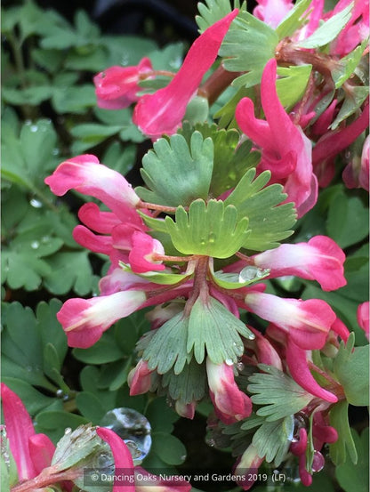 Bulbs & Tubers ~ Corydalis solida 'Beth Evans', Fumewort ~ Dancing Oaks Nursery and Gardens ~ Retail Nursery ~ Mail Order Nursery