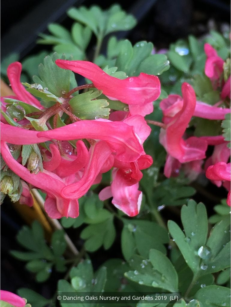 Bulbs & Tubers ~ Corydalis solida 'Beth Evans', Fumewort ~ Dancing Oaks Nursery and Gardens ~ Retail Nursery ~ Mail Order Nursery