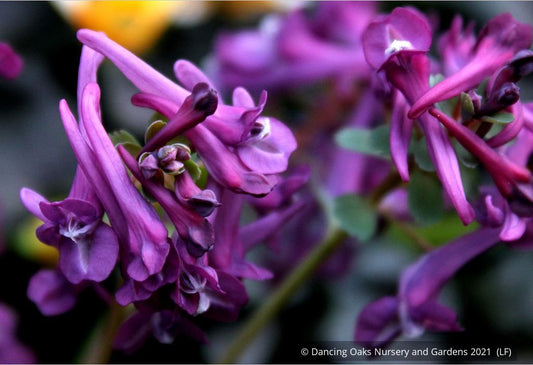 Perennials ~ Corydalis solida 'Purple Bird' ~ Dancing Oaks Nursery and Gardens ~ Retail Nursery ~ Mail Order Nursery