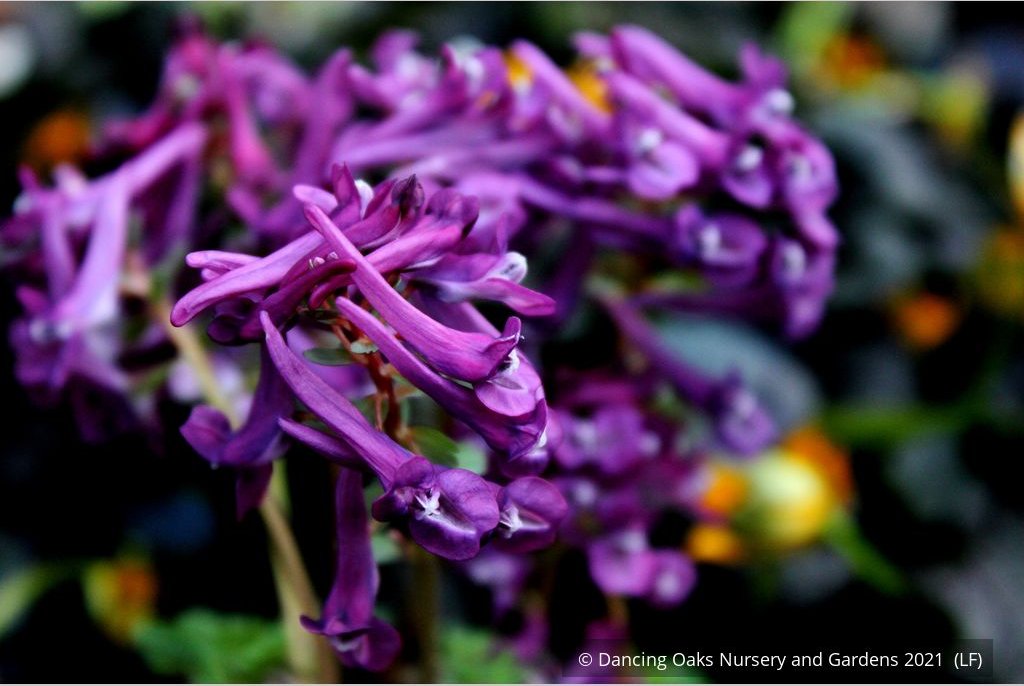 Perennials ~ Corydalis solida 'Purple Bird' ~ Dancing Oaks Nursery and Gardens ~ Retail Nursery ~ Mail Order Nursery