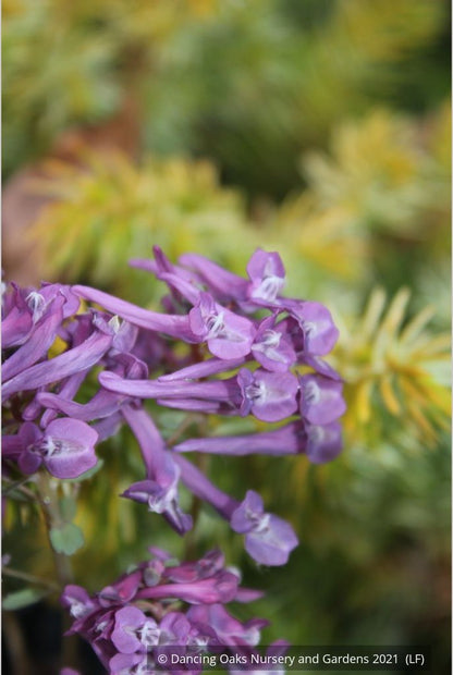 Perennials ~ Corydalis solida 'Purple Bird' ~ Dancing Oaks Nursery and Gardens ~ Retail Nursery ~ Mail Order Nursery