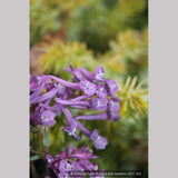 Perennials ~ Corydalis solida 'Purple Bird' ~ Dancing Oaks Nursery and Gardens ~ Retail Nursery ~ Mail Order Nursery