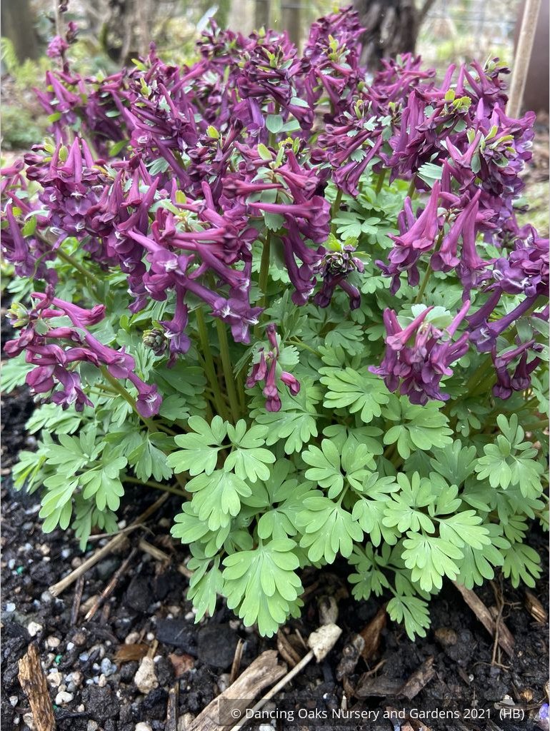 Perennials ~ Corydalis solida 'Purple Bird' ~ Dancing Oaks Nursery and Gardens ~ Retail Nursery ~ Mail Order Nursery