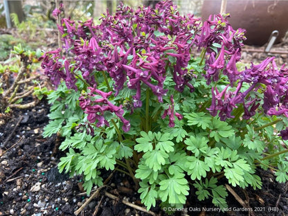 Perennials ~ Corydalis solida 'Purple Bird' ~ Dancing Oaks Nursery and Gardens ~ Retail Nursery ~ Mail Order Nursery