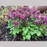 Perennials ~ Corydalis solida 'Purple Bird' ~ Dancing Oaks Nursery and Gardens ~ Retail Nursery ~ Mail Order Nursery