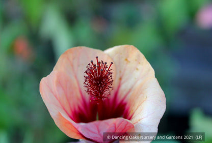 Abutilon 'Dennis', Flowering Maple