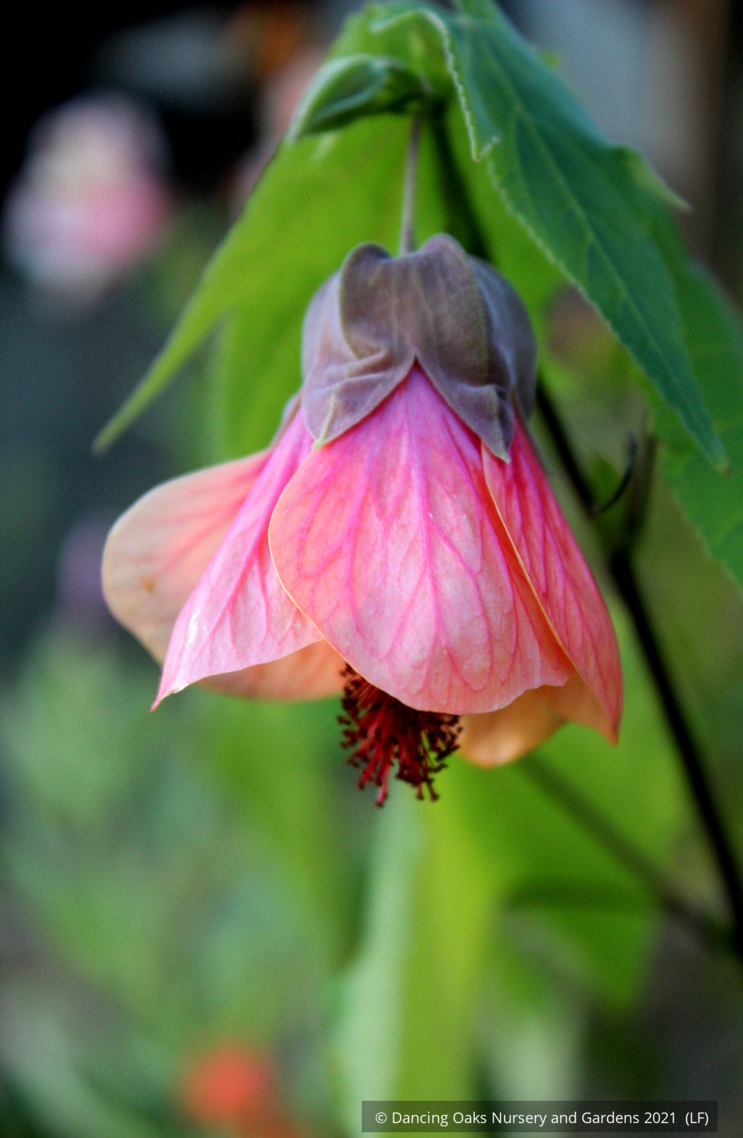 Abutilon 'Dennis', Flowering Maple