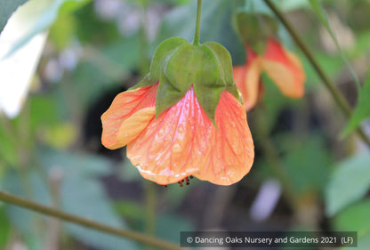 Abutilon 'Dennis', Flowering Maple