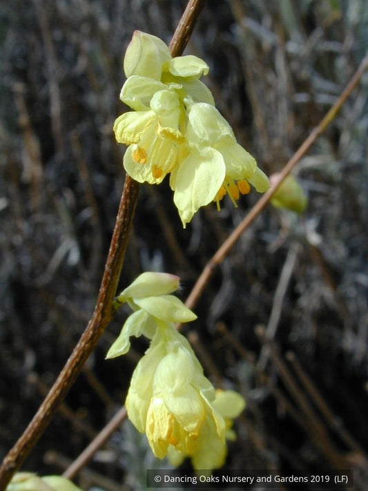 Shrubs ~ Corylopsis pauciflora, Buttercup Winter Hazel ~ Dancing Oaks Nursery and Gardens ~ Retail Nursery ~ Mail Order Nursery