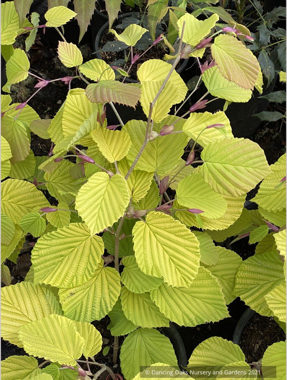 Corylopsis spicata 'Golden Spring', Winter Hazel