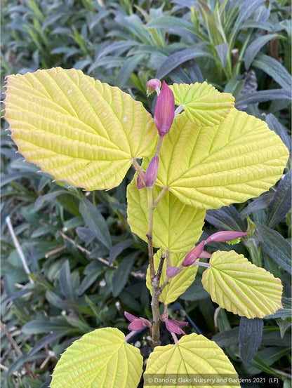 Shrubs ~ Corylopsis spicata 'Golden Spring', Winter Hazel ~ Dancing Oaks Nursery and Gardens ~ Retail Nursery ~ Mail Order Nursery
