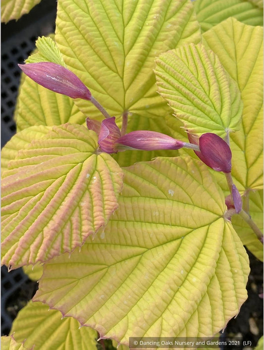 Shrubs ~ Corylopsis spicata 'Golden Spring', Winter Hazel ~ Dancing Oaks Nursery and Gardens ~ Retail Nursery ~ Mail Order Nursery