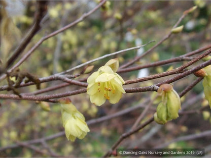 Shrubs ~ Corylopsis pauciflora, Buttercup Winter Hazel ~ Dancing Oaks Nursery and Gardens ~ Retail Nursery ~ Mail Order Nursery