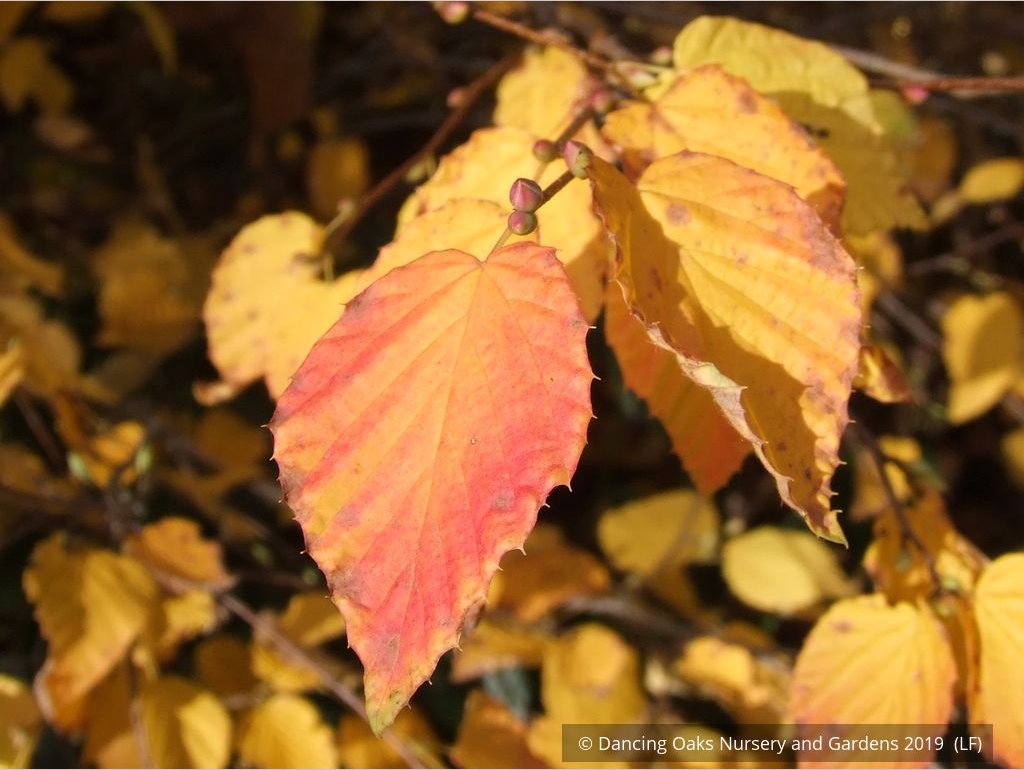 Shrubs ~ Corylopsis pauciflora, Buttercup Winter Hazel ~ Dancing Oaks Nursery and Gardens ~ Retail Nursery ~ Mail Order Nursery