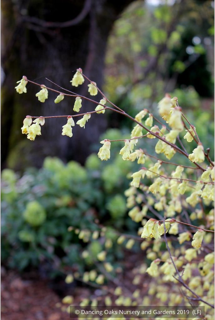 Shrubs ~ Corylopsis pauciflora, Buttercup Winter Hazel ~ Dancing Oaks Nursery and Gardens ~ Retail Nursery ~ Mail Order Nursery