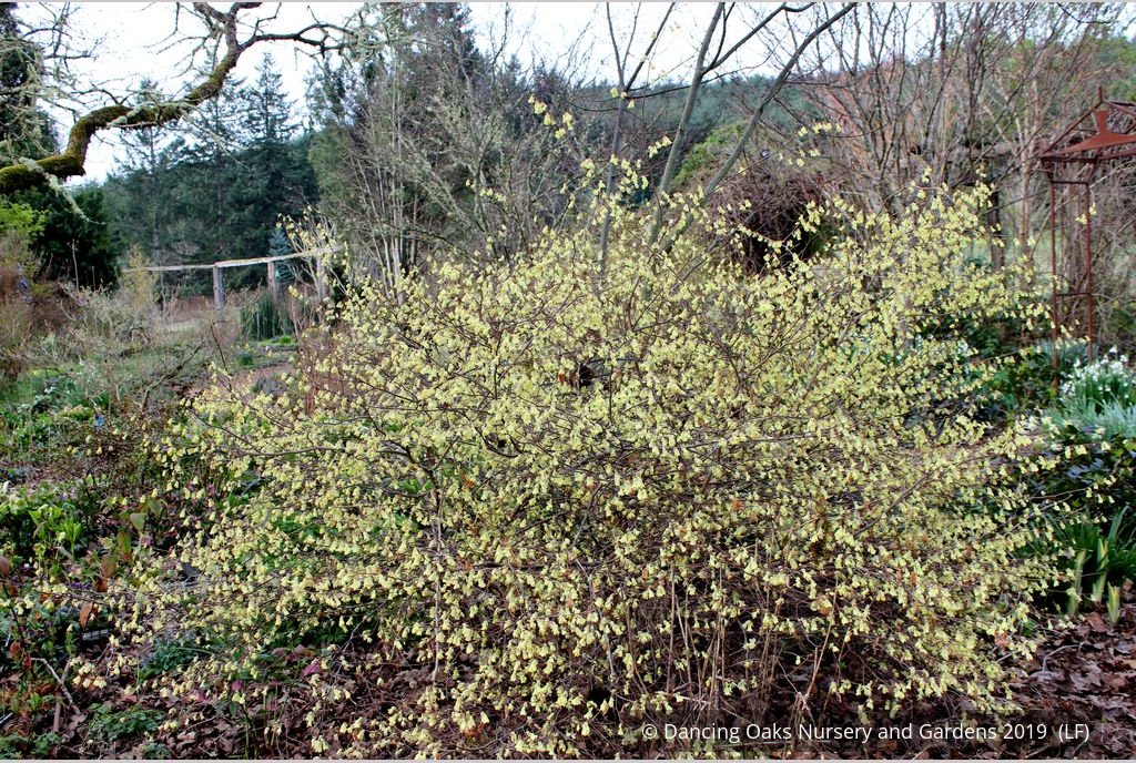 Shrubs ~ Corylopsis pauciflora, Buttercup Winter Hazel ~ Dancing Oaks Nursery and Gardens ~ Retail Nursery ~ Mail Order Nursery