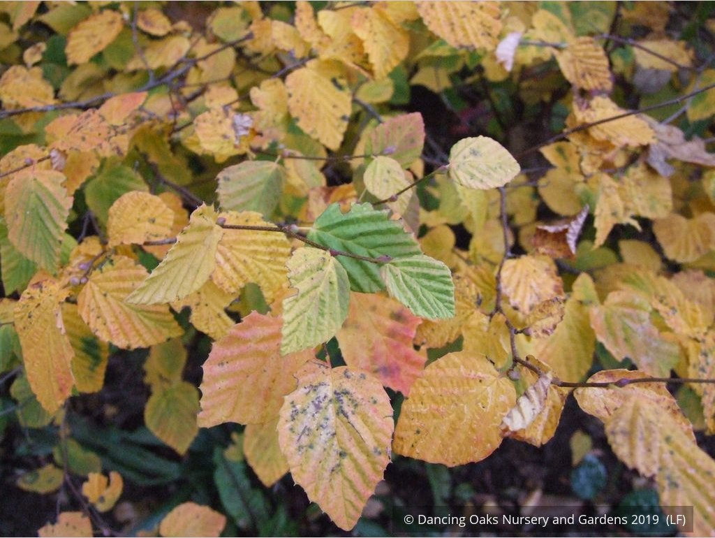 Shrubs ~ Corylopsis pauciflora, Buttercup Winter Hazel ~ Dancing Oaks Nursery and Gardens ~ Retail Nursery ~ Mail Order Nursery