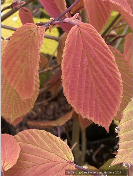 Corylopsis willmottiae (syn. sinensis) 'Spring Purple', Winter Hazel