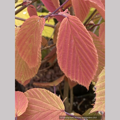 Corylopsis willmottiae (syn. sinensis) 'Spring Purple', Winter Hazel