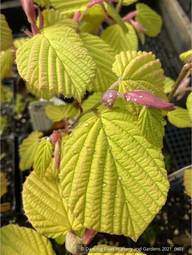 Shrubs ~ Corylopsis spicata 'Golden Spring', Winter Hazel ~ Dancing Oaks Nursery and Gardens ~ Retail Nursery ~ Mail Order Nursery