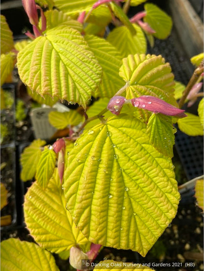 Shrubs ~ Corylopsis spicata 'Golden Spring', Winter Hazel ~ Dancing Oaks Nursery and Gardens ~ Retail Nursery ~ Mail Order Nursery