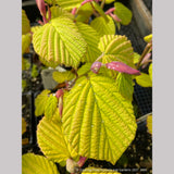 Shrubs ~ Corylopsis spicata 'Golden Spring', Winter Hazel ~ Dancing Oaks Nursery and Gardens ~ Retail Nursery ~ Mail Order Nursery