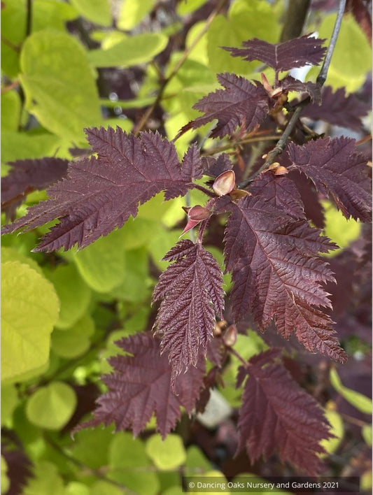 Corylus avellana 'Burgundy Lace' PP28216, Burgundy Lace European Filbert