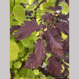 Corylus avellana 'Burgundy Lace' PP28216, Burgundy Lace European Filbert